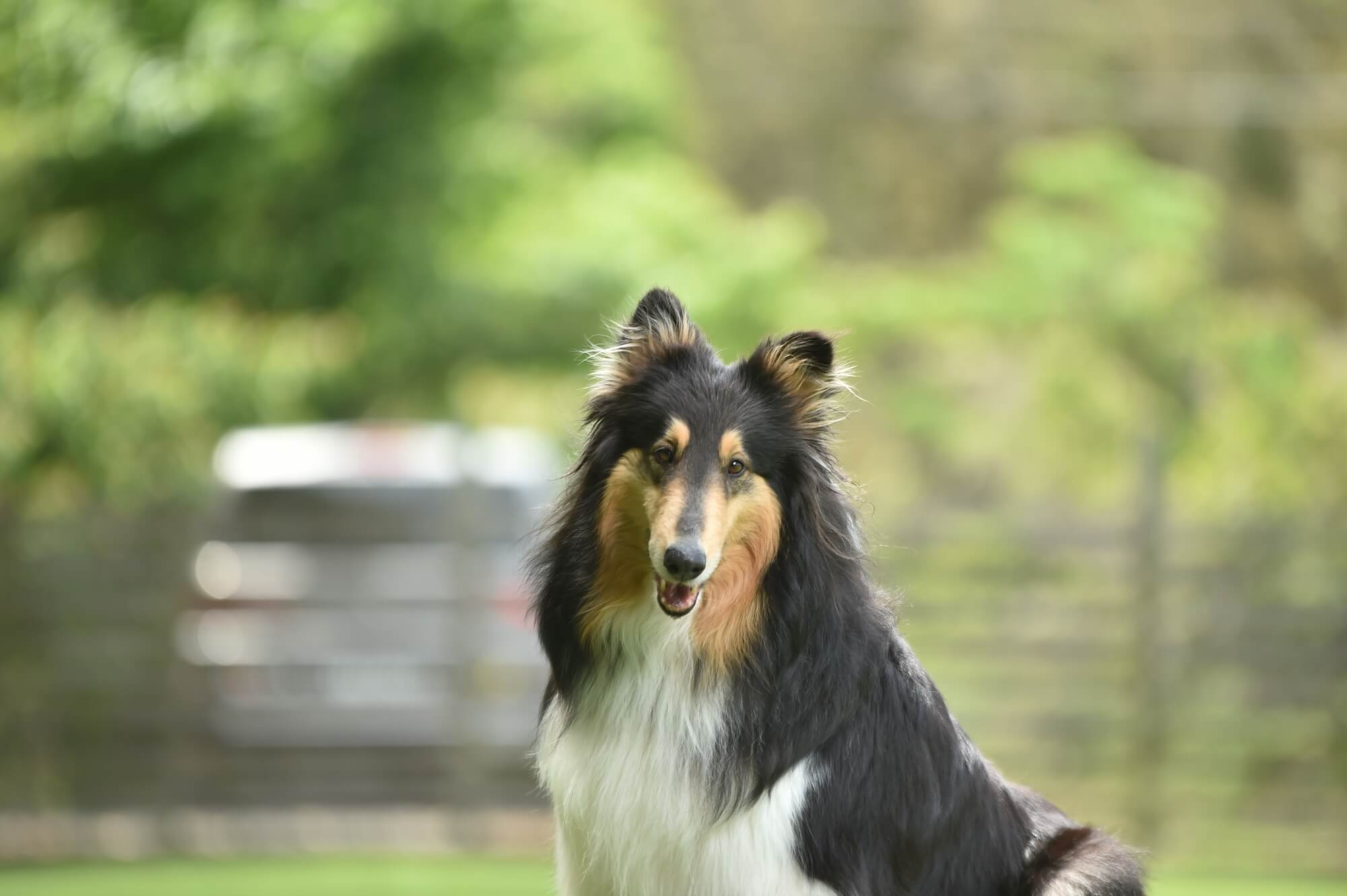 コリーは飼いやすい？飼いやすさを左右するポイント